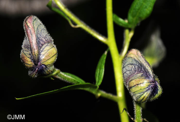 Aconitum variegatum subsp. paniculatum