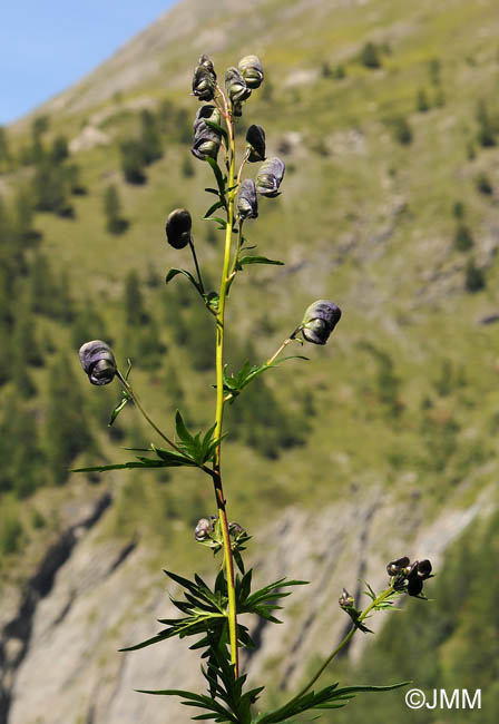 Aconitum variegatum subsp. paniculatum