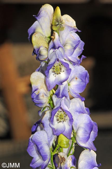 Aconitum x cammarum = Aconitum x stoerckianum = Aconitum napellus x Aconitum variegatum