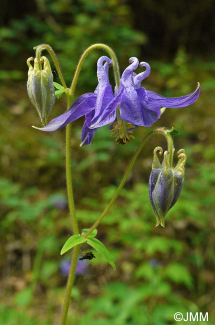 Aquilegia vulgaris
