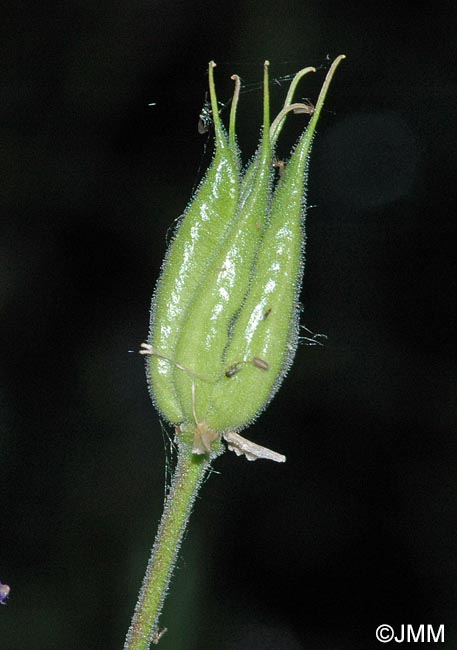 Aquilegia vulgaris