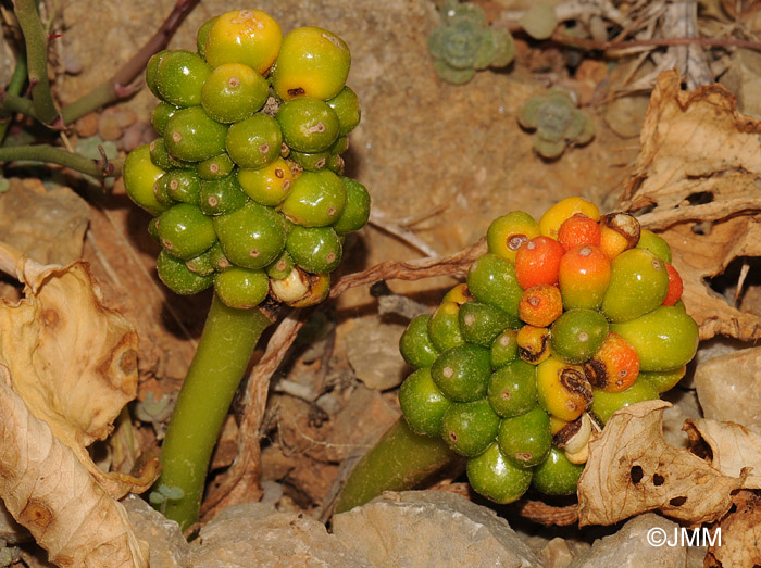 Arum pictum subsp. sagittifolium