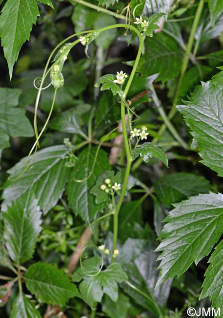 Bryonia dioica = Bryonia cretica subsp. dioica