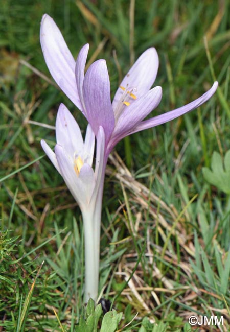 Colchicum autumnale