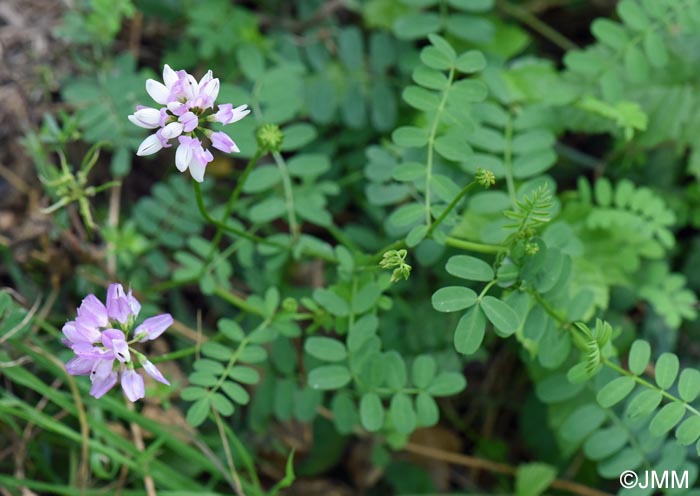 Coronilla varia