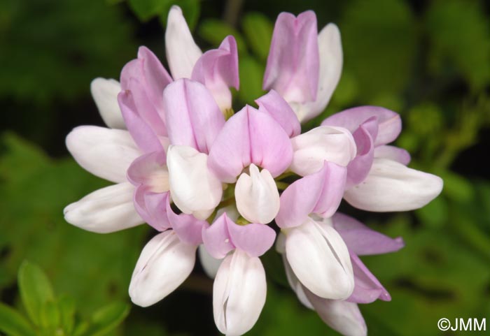 Coronilla varia