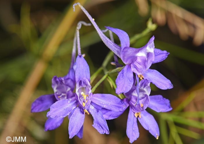 Consolida regalis = Delphinium consolida