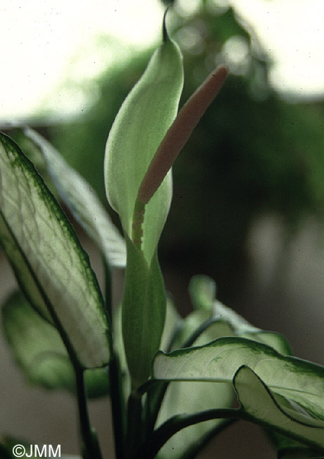Dieffenbachia horticole