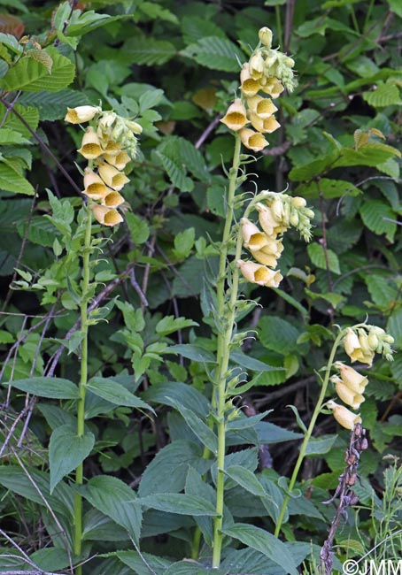 Digitalis grandiflora