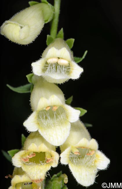 Digitalis micrantha = Digitalis lutea subsp. australis