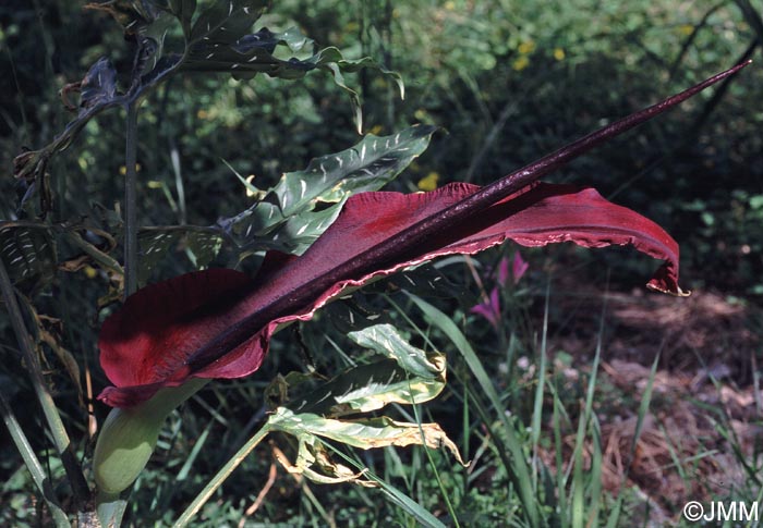 Dracunculus vulgaris