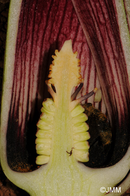 Helicodiceros muscivorus