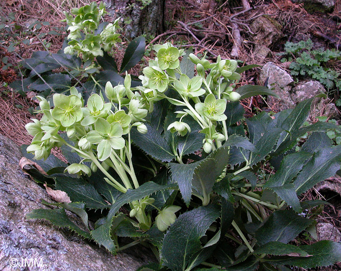 Helleborus argutifolius = Helleborus lividus subsp. corsicus