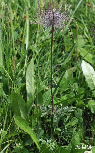 Pulsatilla alpina subsp. austriaca
