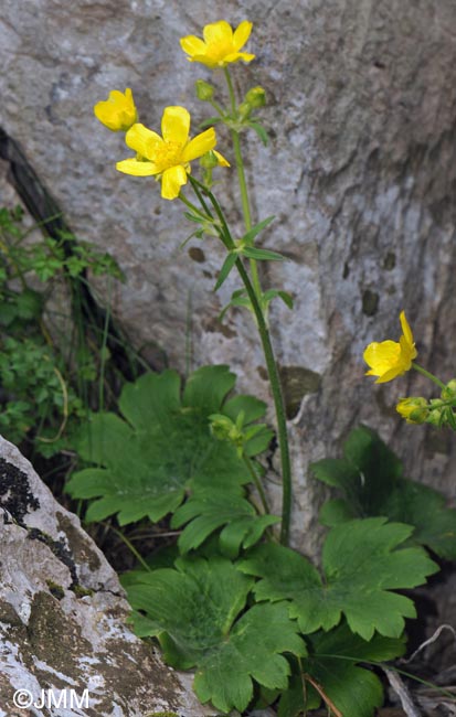 Ranunculus creticus
