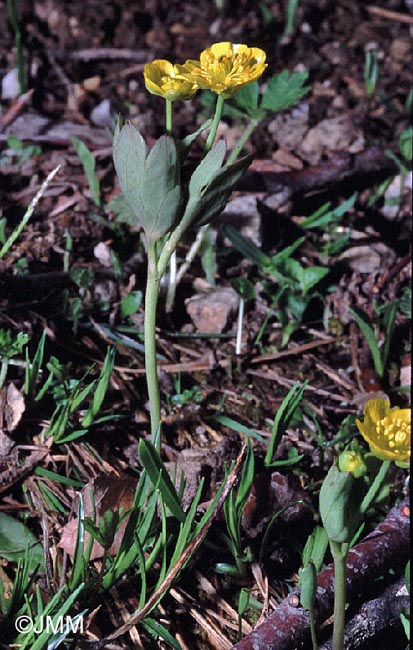 Ranunculus hybridus = Ranunculus pseudothora