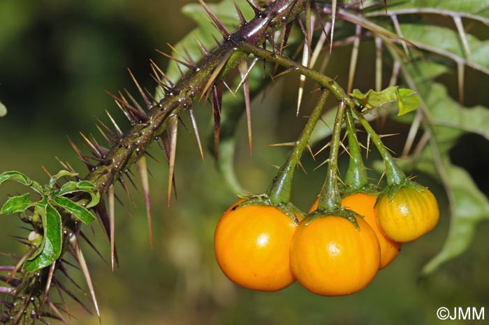 Solanum atropurpureum