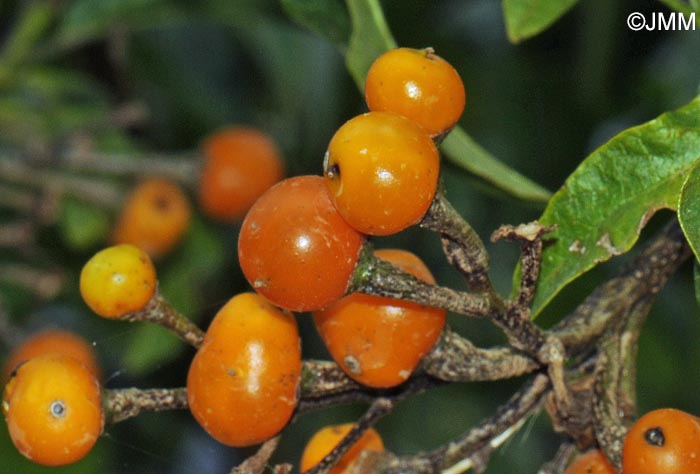 Solanum bonariense