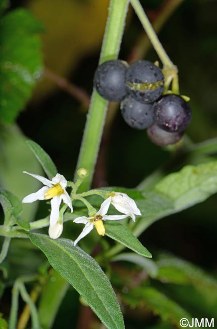 Solanum chenopodioides = Solanum sublobatum