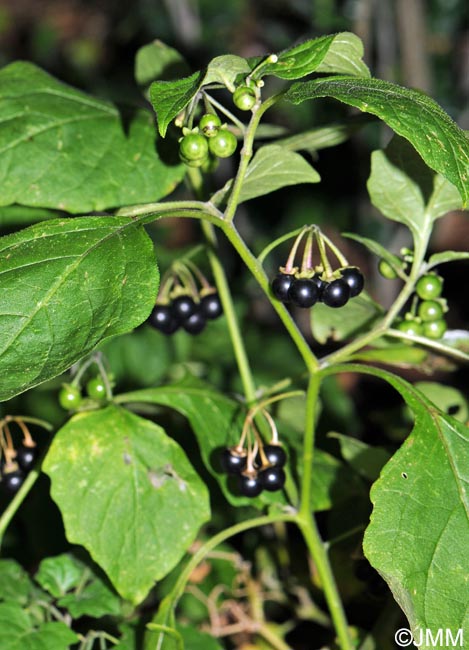 Solanum nigrum = Solanum nigrum subsp. nigrum