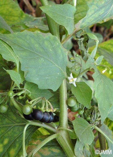 Solanum nigrum subsp. schultesii