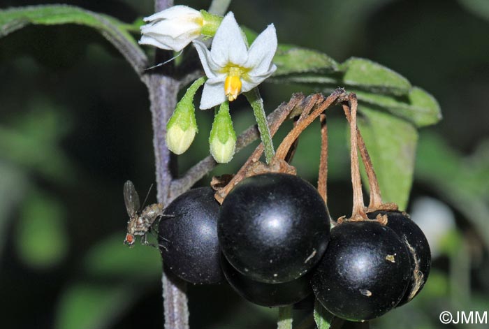 Solanum nigrum subsp. schultesii