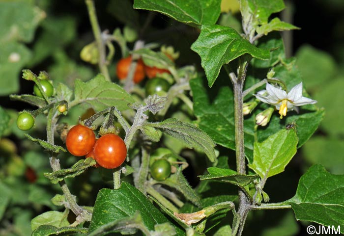 Solanum villosum subsp. villosum