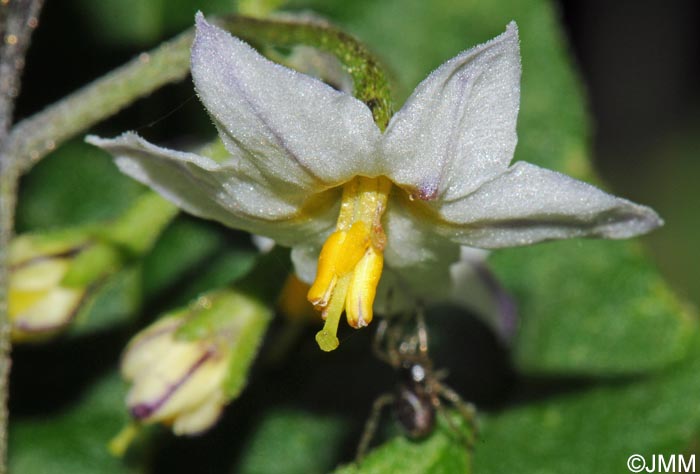 Solanum villosum subsp. villosum