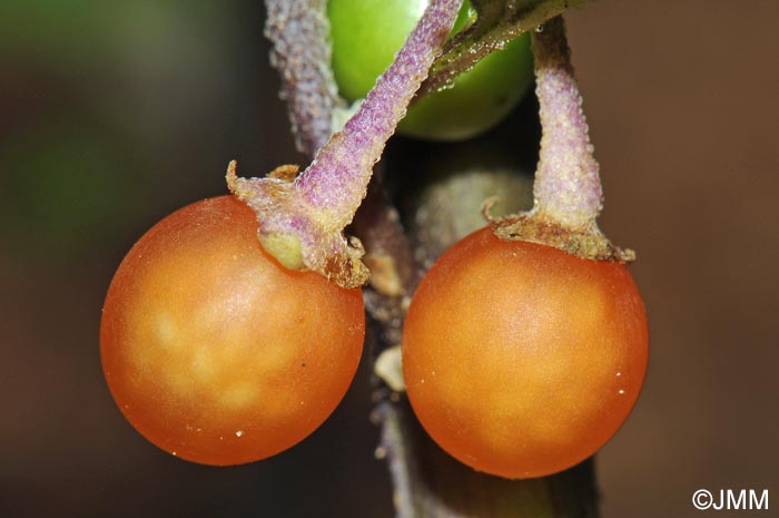 Solanum villosum subsp. miniatum = Solanum luteum subsp. alatum
