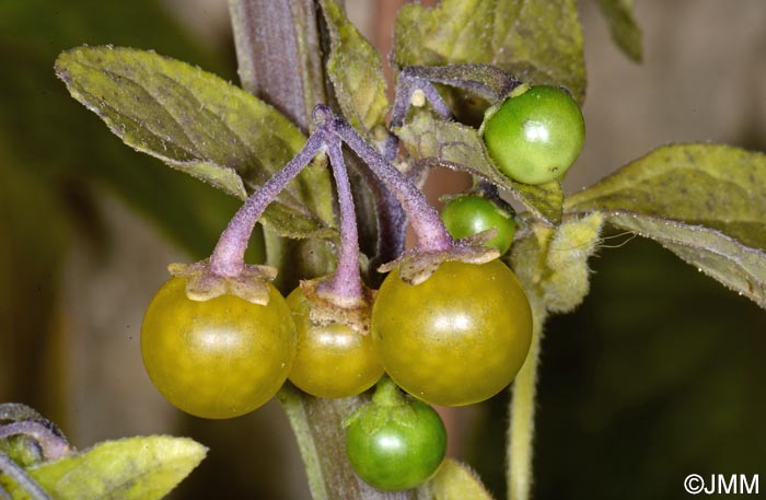 Solanum villosum subsp. miniatum = Solanum luteum subsp. alatum