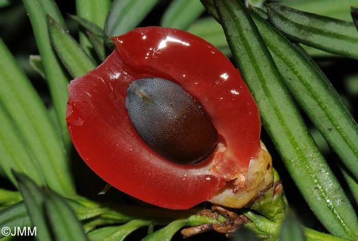 Taxus baccata : graine et arille