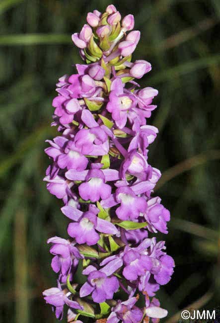 Gymnadenia friesica