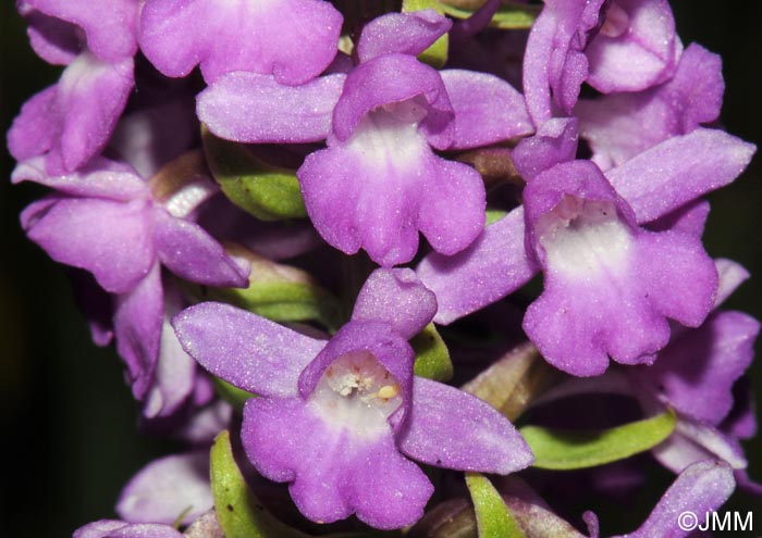 Gymnadenia friesica