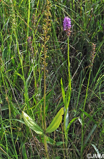 Gymnadenia friesica & Listera ovata
