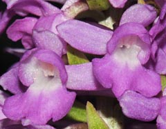 Gymnadenia friesica