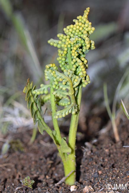 Botrychium cf. lunaria