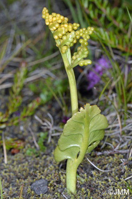 Botrychium cf. lunaria