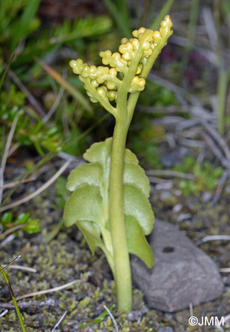 Botrychium cf. lunaria