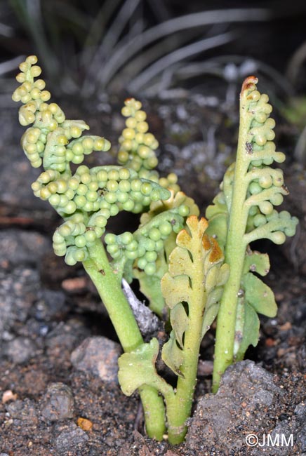 Botrychium cf. lunaria