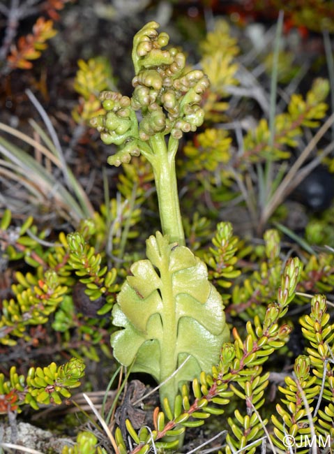 Botrychium cf. lunaria