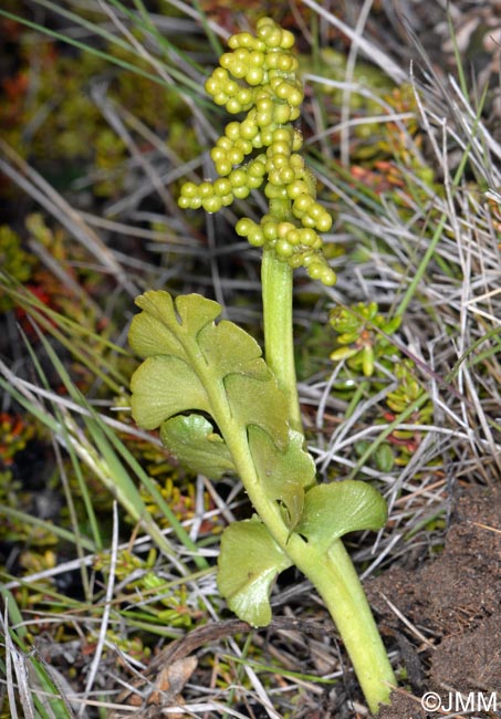 Botrychium cf. lunaria