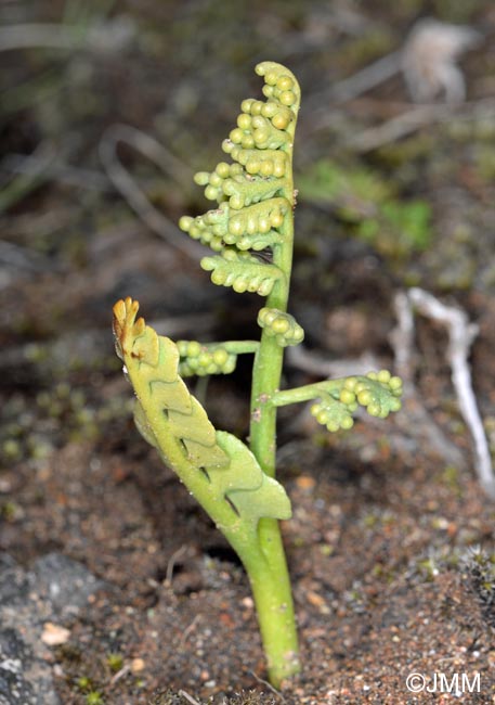 Botrychium cf. lunaria