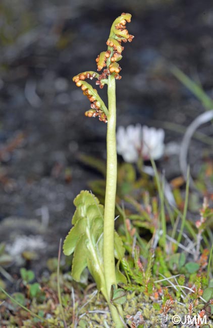 Botrychium cf. lunaria