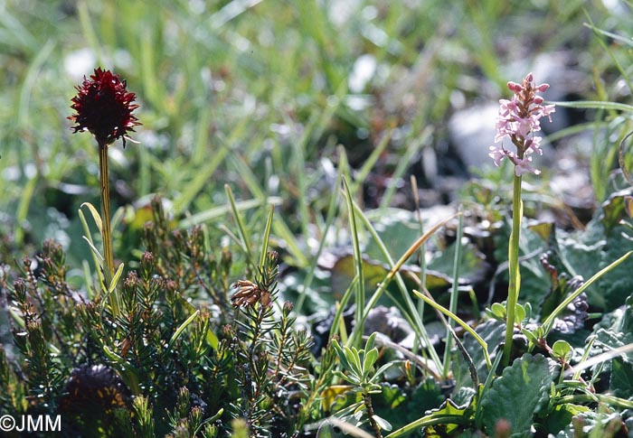Gymnadenia odoratissima var. idae  et Gymnadenia rhellicani