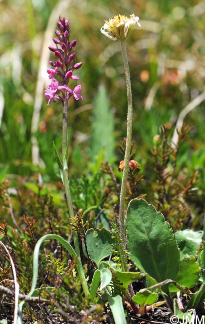 Gymnadenia odoratissima var. idae