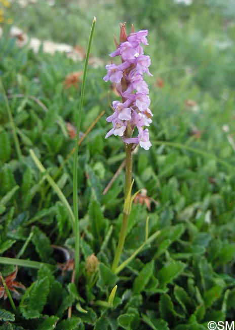 Gymnadenia odoratissima var. idae