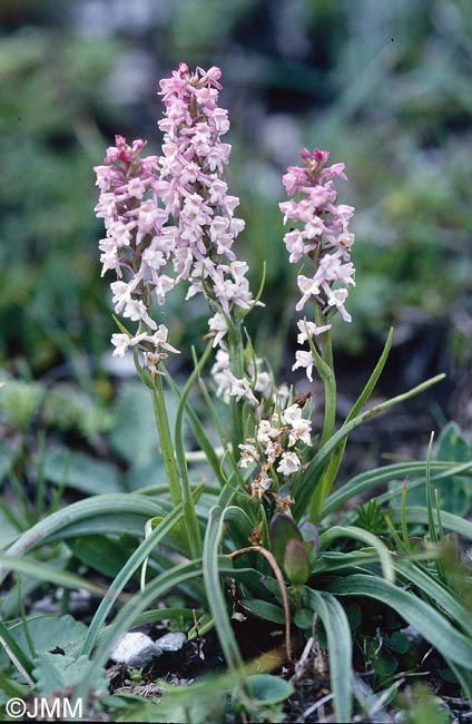Gymnadenia odoratissima var. idae