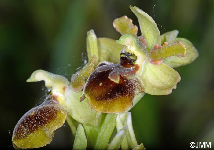 Ophrys incerulae