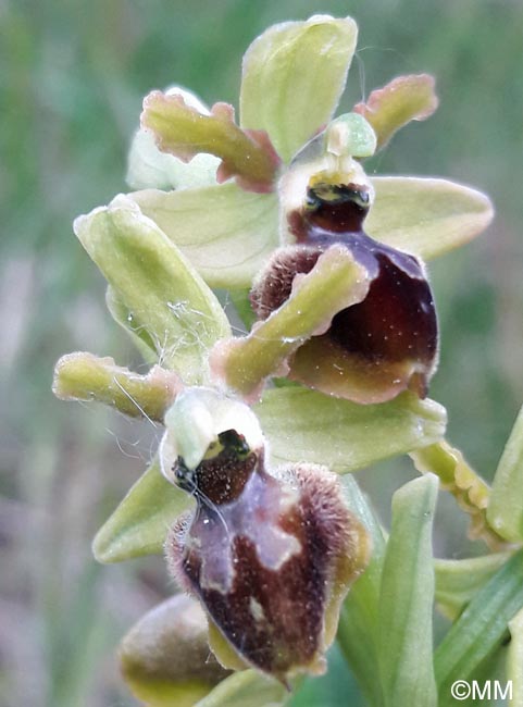 Ophrys incerulae