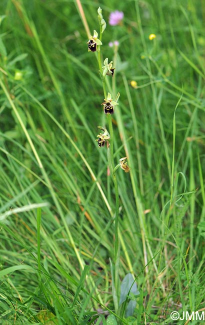 Ophrys temperans